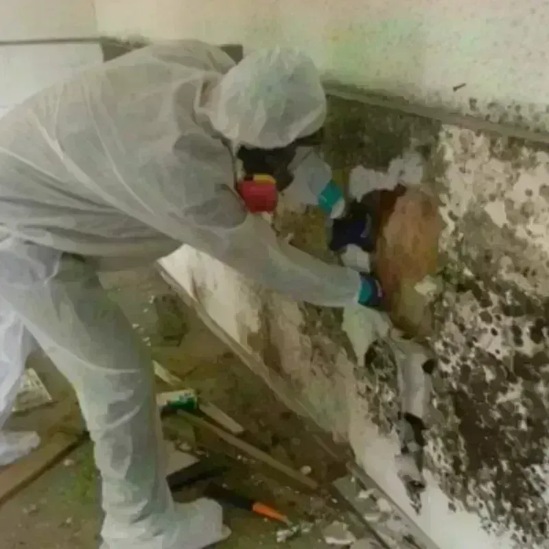 Mold Remediation and Removal in Moville, IA